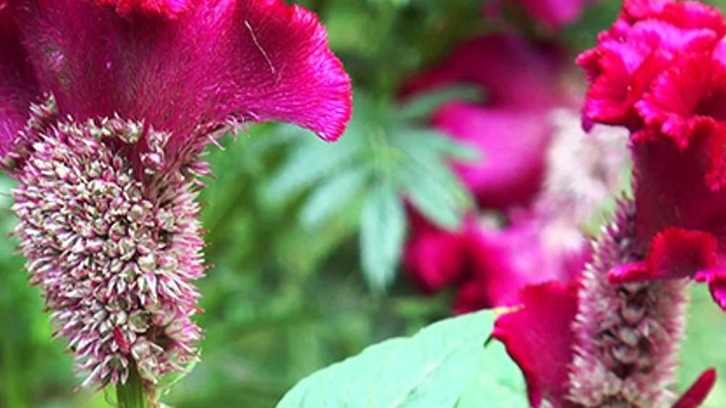 Tarımda Horozibiği (Amaranthus): Yabancı Ot Mu, Alternatif Tahıl Mı?