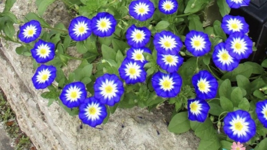 Convolvulus (Sarmaşık) Bitkisi Nedir? Özellikleri, Türleri Ve Kullanım