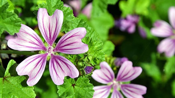 Malva (Ebegümeci) Bitkisi Nedir? Özellikleri, Faydaları Ve Kullanımı