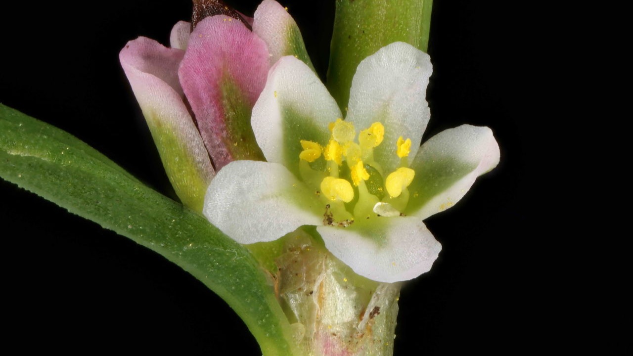 Madımak Bitkisi (Polygonum Aviculare): Faydaları Ve Nasıl Tüketilir?