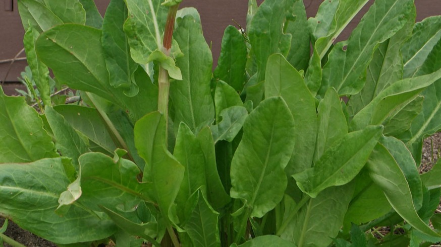 Rumex Bitkisi Nedir? Labada Ve Kuzukulağının Faydaları Ve Kullanımı