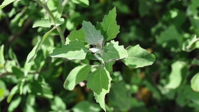Chenopodiaceae (Ispanakgiller) Bitkileri: Özellikleri, Türleri