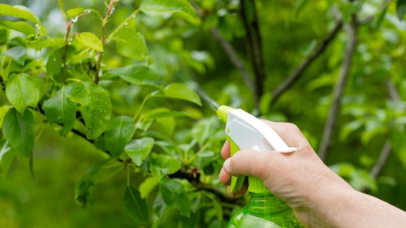 Yaprak Gübresi Nedir? Özellikleri, Faydaları Ve Kullanım Alanları