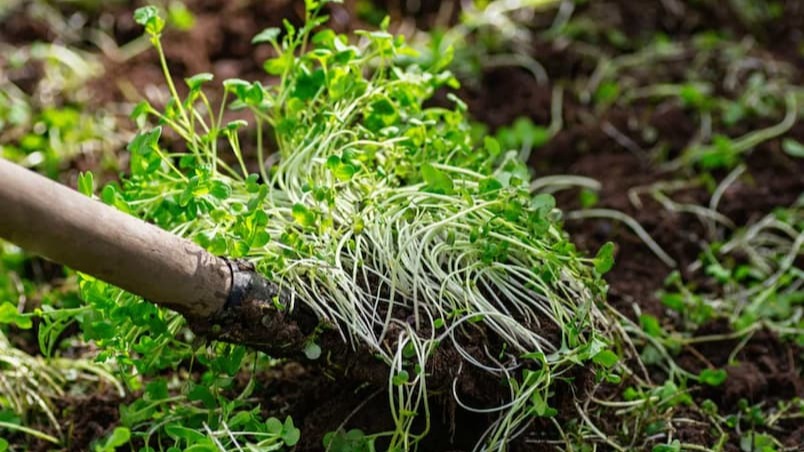 Yeşil Gübreler Nelerdir? Türleri Ve Faydaları Nelerdir? Yeşil Gübreler Nelerdir? Türleri Ve Faydaları Nelerdir?
