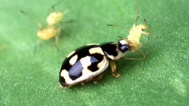 Biyolojik Mücadele Nedir?