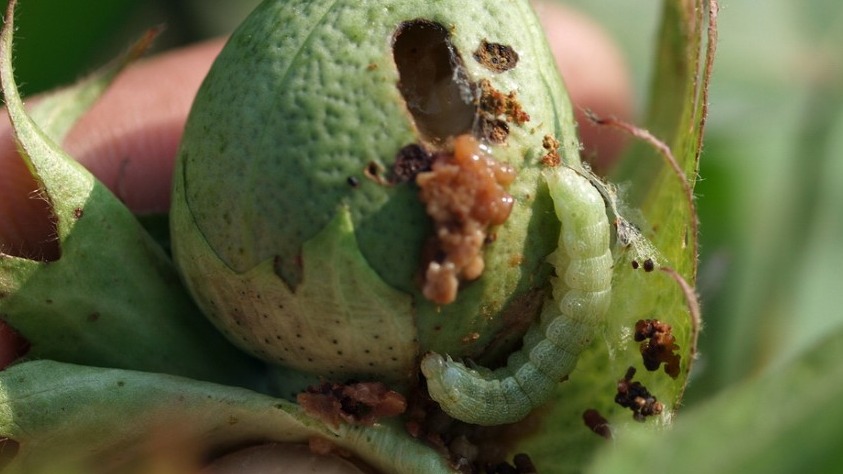Tütün Güvesi Zararlısı (Helicoverpa Armigera) Tanım, Zarar Ve Mücadele
