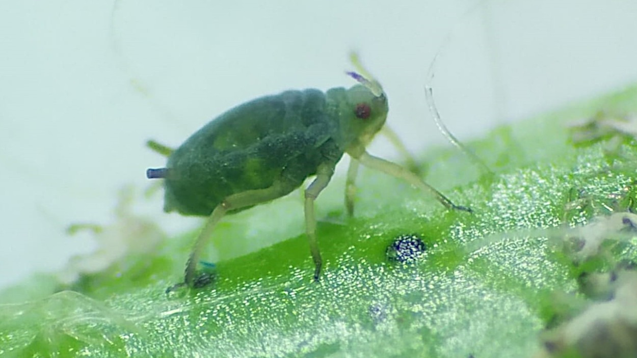 Kırma Biti Zararlısı (Aphis Gossypii) Tanım, Zarar Ve Mücadele Yöntemi
