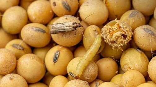 Ambar Zararlıları İle Mücadele: Tahıl Ve Bakliyatta Etkili Kontrol Ambar Zararlıları İle Mücadele: Tahıl Ve Bakliyatta Etkili Kontrol