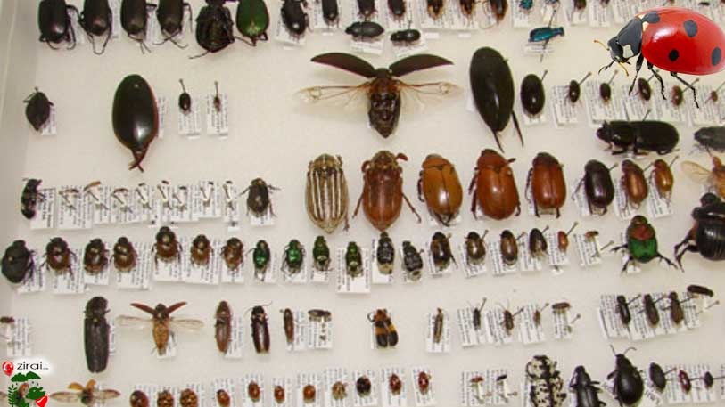 Predatörler: Tarımda Doğal Zararlı Kontrolünde Etkili Canlılar Predatörler: Tarımda Doğal Zararlı Kontrolünde Etkili Canlılar