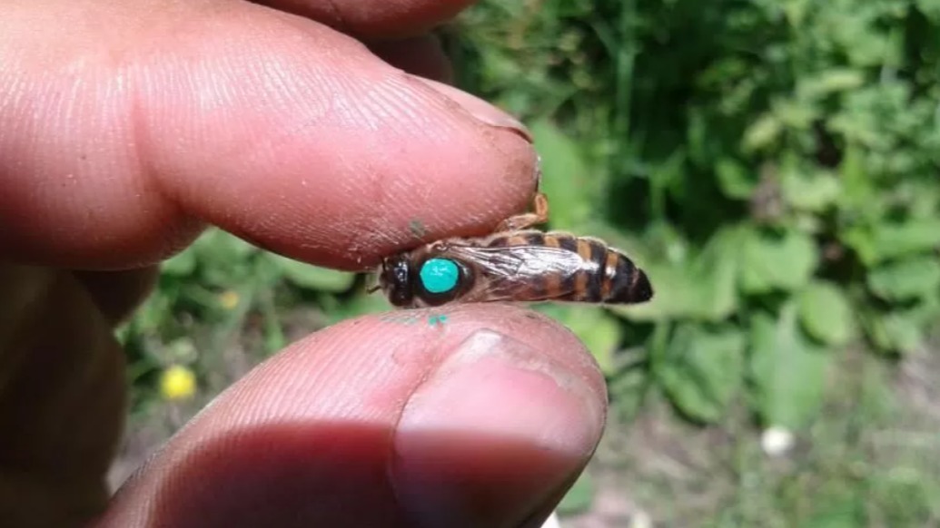 Kafkas Arısı Özellikleri Ve Avantajları: Soğuğa Dayanıklı, Verimli Arı