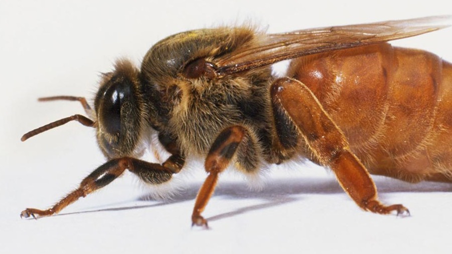 Buckfast Arısı Özellikleri: Yüksek Verimli Ve Dayanıklı Melez Arı Irkı