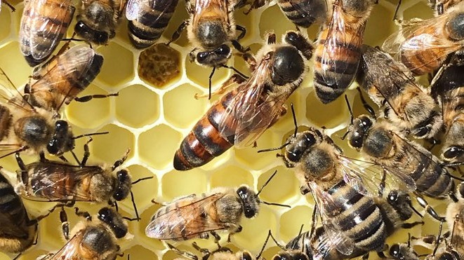 Anadolu Arısı Özellikleri: Türkiye’nin Yerli Ve Dayanıklı Arı Irkı Anadolu Arısı Özellikleri: Türkiye’nin Yerli Ve Dayanıklı Arı Irkı