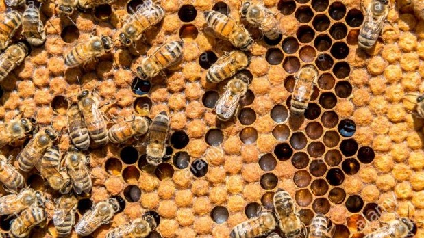 İtalyan Arısı Özellikleri: Yüksek Bal Verimi Ve Uysal Yapı İtalyan Arısı Özellikleri: Yüksek Bal Verimi Ve Uysal Yapı