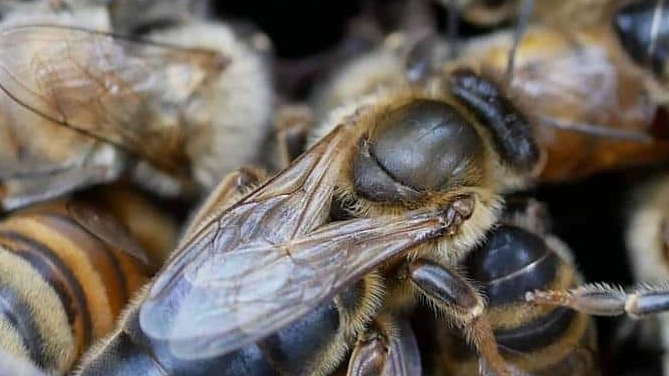 Karniyol Arısı Özellikleri: Yüksek Verimli Ve Uysal Arı Irkı Karniyol Arısı Özellikleri: Yüksek Verimli Ve Uysal Arı Irkı