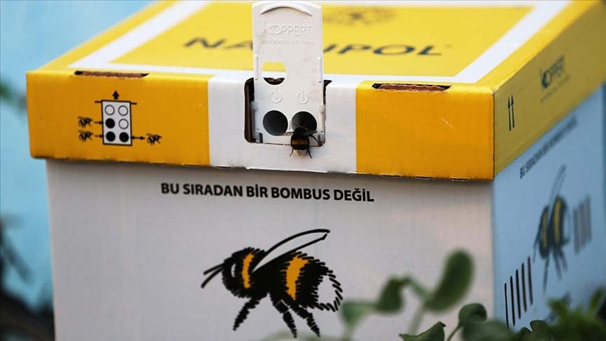 Bombus Arılarının Sera Tarımında Kullanımı