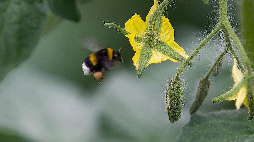 Bombus Arılarının Sera Tarımında Kullanımı