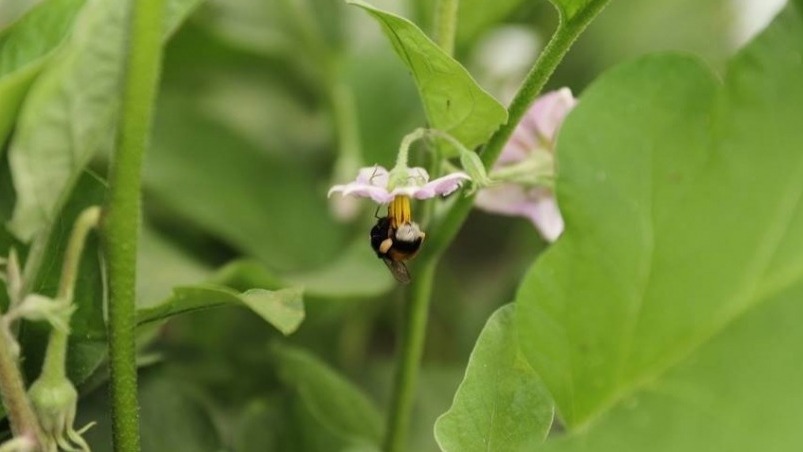 Bombus Arılarının Sera Tarımında Kullanımı