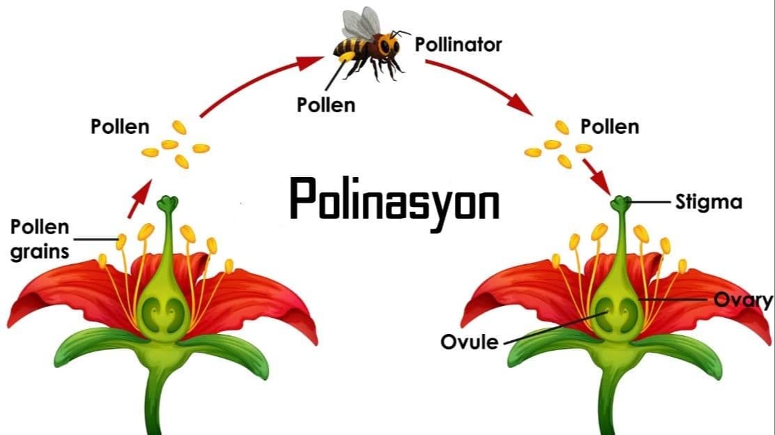 Arıların Polinasyon Sürecindeki Rolü Ve Tarıma Katkıları
