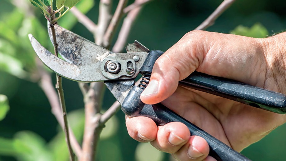 Yeni Başlayanlar İçin Budama Rehberi Yeni Başlayanlar İçin Budama Rehberi