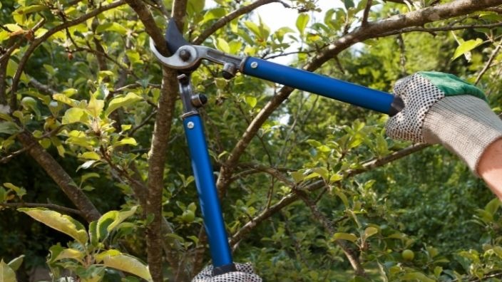 Bitkilerde Budama: Neden Yapılır, Ne Zaman Yapılır Ve Hangi Çeşitleri