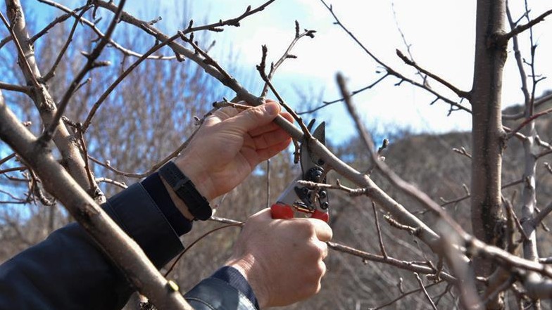 Budama Çeşitleri: Sürgün Budaması, Şekil Budaması Ve Diğerleri