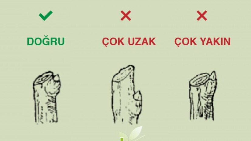 Bahçenizde Verimli Ağaçlar İçin Budama İpuçları