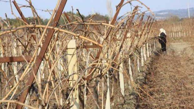 Kış Budaması İle Ağaçları Nasıl Korursunuz?