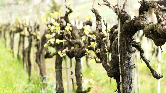 Yaz Budaması: Yaz Aylarında Ağaçlar Nasıl Budanır? Yaz Budaması: Yaz Aylarında Ağaçlar Nasıl Budanır?