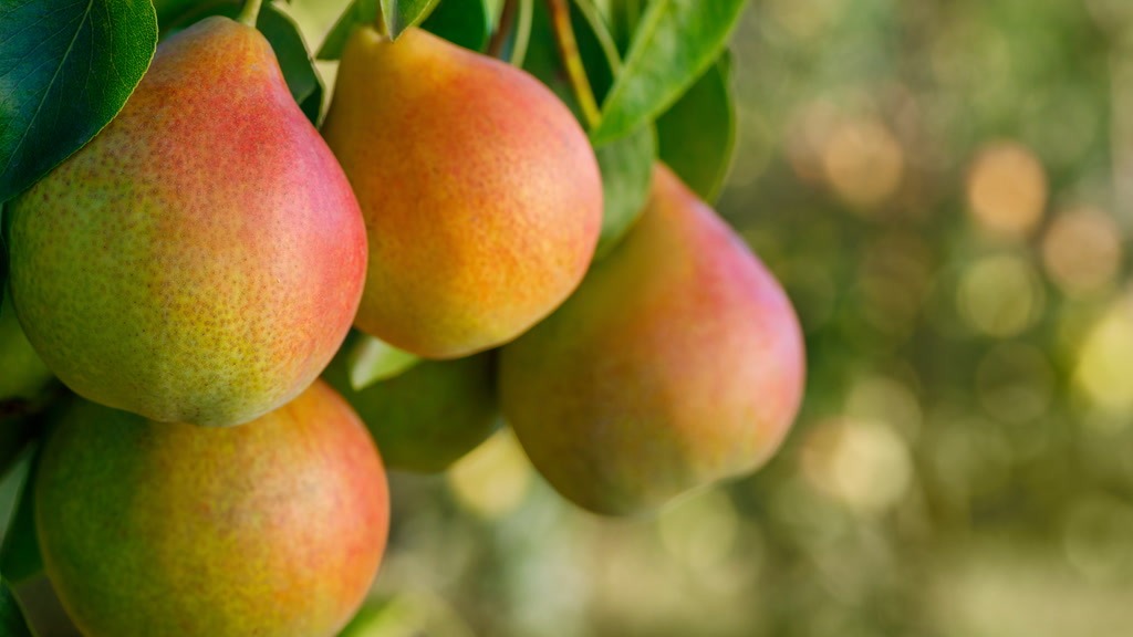 Armut Ağaçlarında Verimi Artırmak İçin Etkili Budama Teknikleri Armut Ağaçlarında Verimi Artırmak İçin Etkili Budama Teknikleri