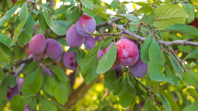 Erik Ağaçlarında Budama: Yeni Başlayanlar İçin Adım Adım Rehber
