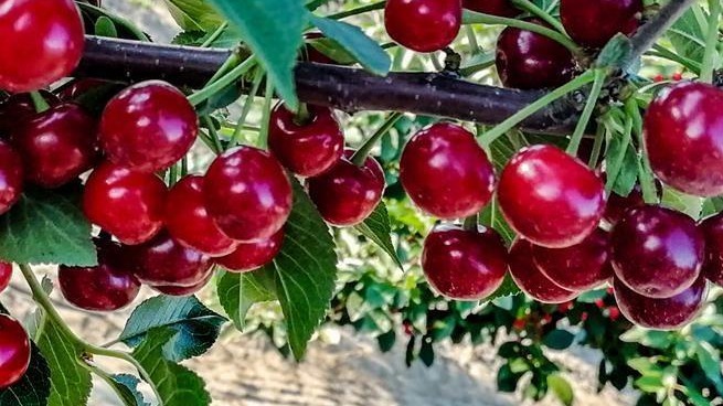 Kiraz Ağaçlarında Budama: Verimlilik İçin Doğru Yöntemler Kiraz Ağaçlarında Budama: Verimlilik İçin Doğru Yöntemler