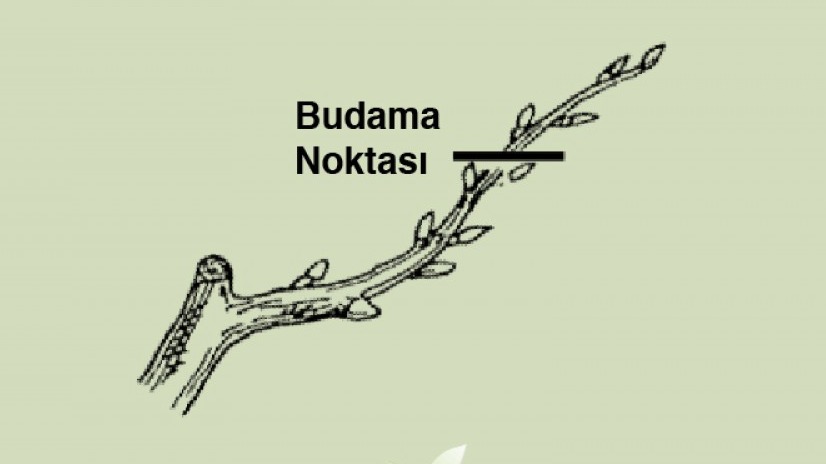 Meyve Ağaçlarında Sürgün Budaması: Ne Zaman Yapılmalı? Meyve Ağaçlarında Sürgün Budaması: Ne Zaman Yapılmalı?
