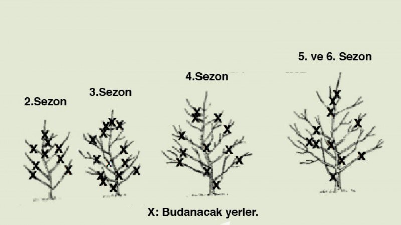 Meyve Ağaçlarında Budama Hataları Ve Bunlardan Kaçınma