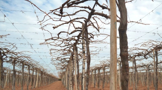 <a title='Bağcılıkta Kış Budaması Nasıl Yapılır?' href='https://www.sorhocam.com/konu/2855/bagcilikta-kis-budamasi-nasil-yapilir'>Bağcılıkta</a> Büyük T Terbiye Şekli Nasıl Yapılır? Bağcılıkta Büyük T Terbiye Şekli Nasıl Yapılır?