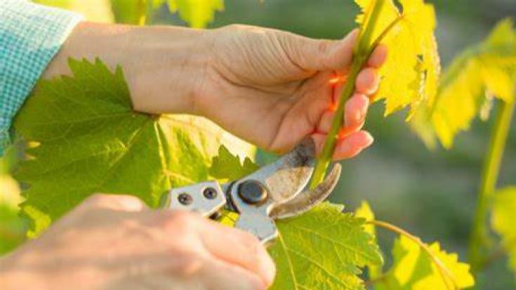 Asmada ​Yeşil Budama Çeşitleri Nelerdir?