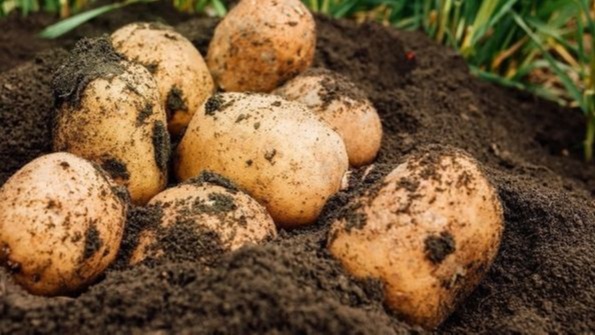 Patateste Bitki Besleme Ve Gübreleme Nasıl Yapılır? Verimli Patates