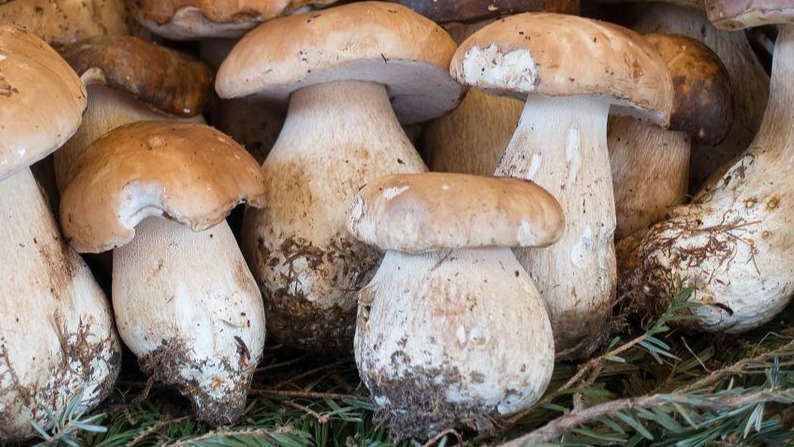 Porçini Mantarı Nedir? Porçini Mantarı Nedir?