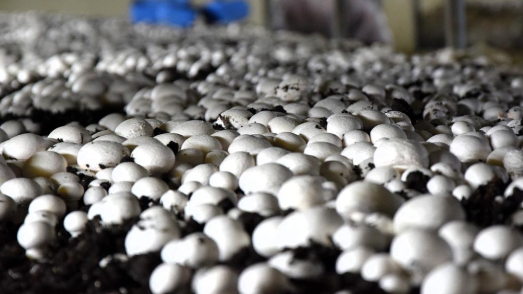 Mantarhane Seçimi Nasıl Olmalıdır? Mantarhane Seçimi Nasıl Olmalıdır?