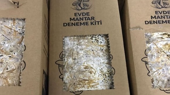 Evde Mantar Yetiştirme Seti Nedir?