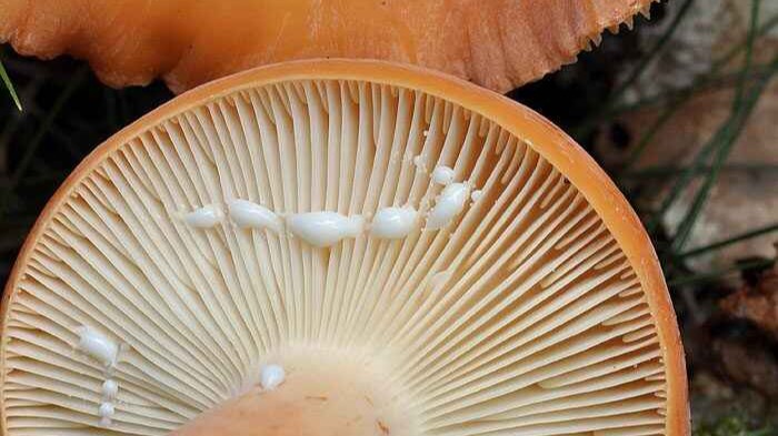 Tirmik Mantarı Nedir? Zehirli Özellikleri Ve Tanınması