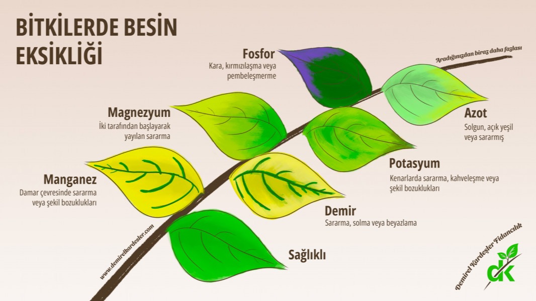 Şeftalide Çinko Ve Potasyum Eksikliği Belirtileri Ve Çözümü