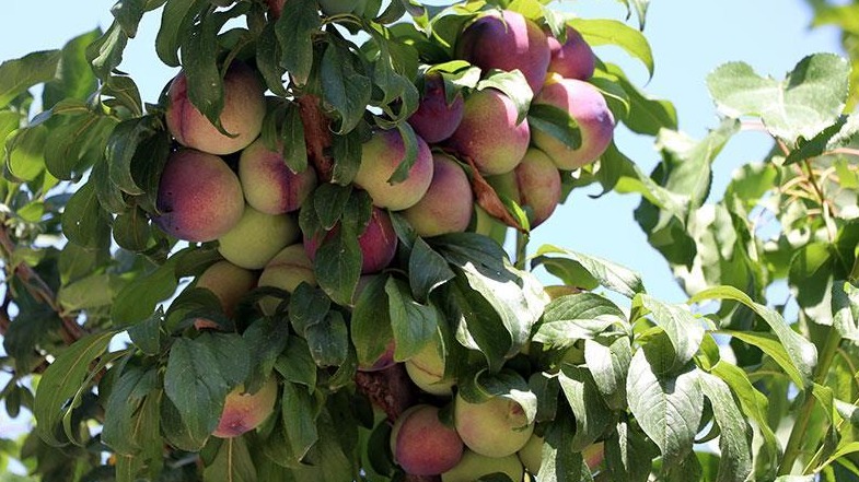 Aşılama İle Çoğaltmanın Avantajları Ve Dezavantajları Aşılama İle Çoğaltmanın Avantajları Ve Dezavantajları