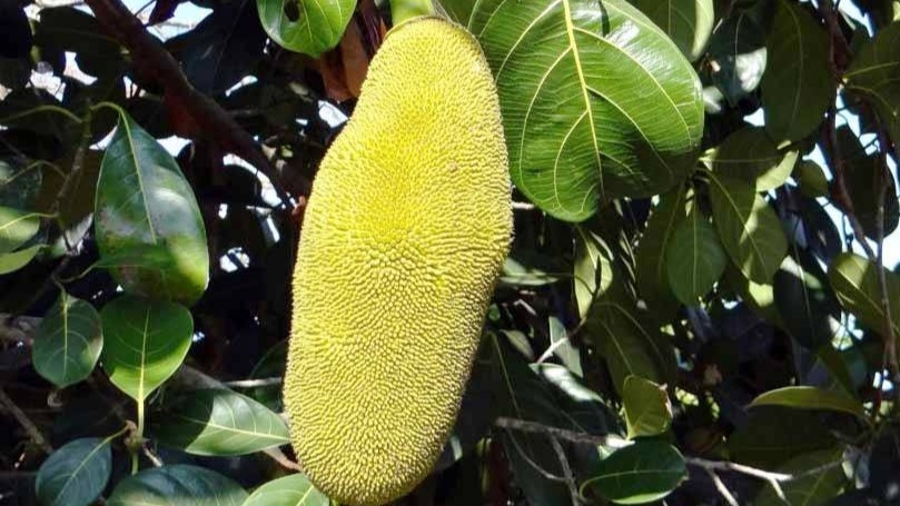 Lif Bitkileri Ders Notu