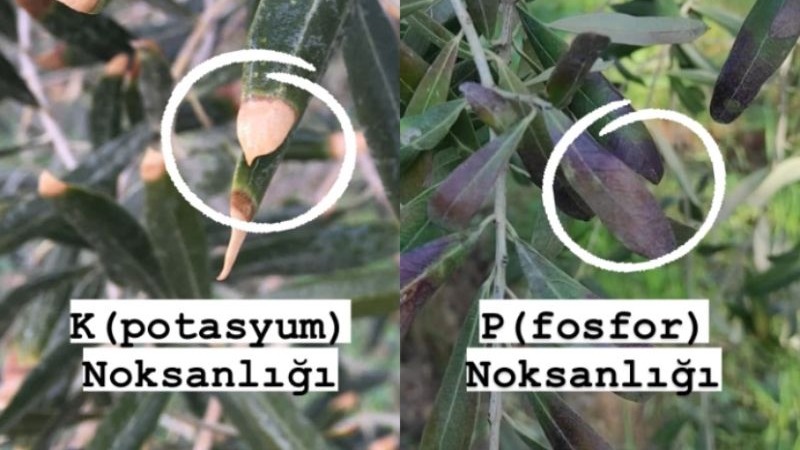 Zeytinde Fosfor Eksikliği: Belirtileri, Nedenleri Ve Çözümü