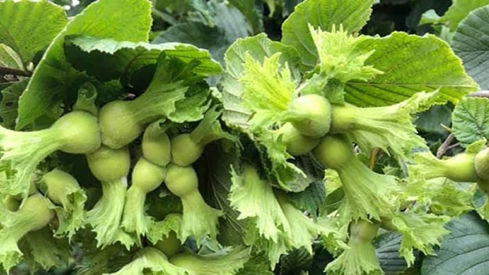 Fındık Ağaçlarında Mangan Eksikliği Nedir, Nasıl Anlaşılır?