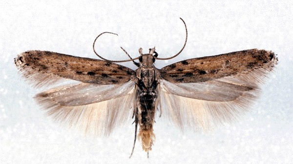 <a title='Tütün Zararlıları Ve Verimli Mücadele Yöntemleri' href='https://www.sorhocam.com/konu/2792/tutun-zararlilari-ve-verimli-mucadele-yontemleri'>Tütün</a> Gebesi Nedir? Zararları Ve Mücadele Yöntemleri Tütün Gebesi Nedir? Zararları Ve Mücadele Yöntemleri