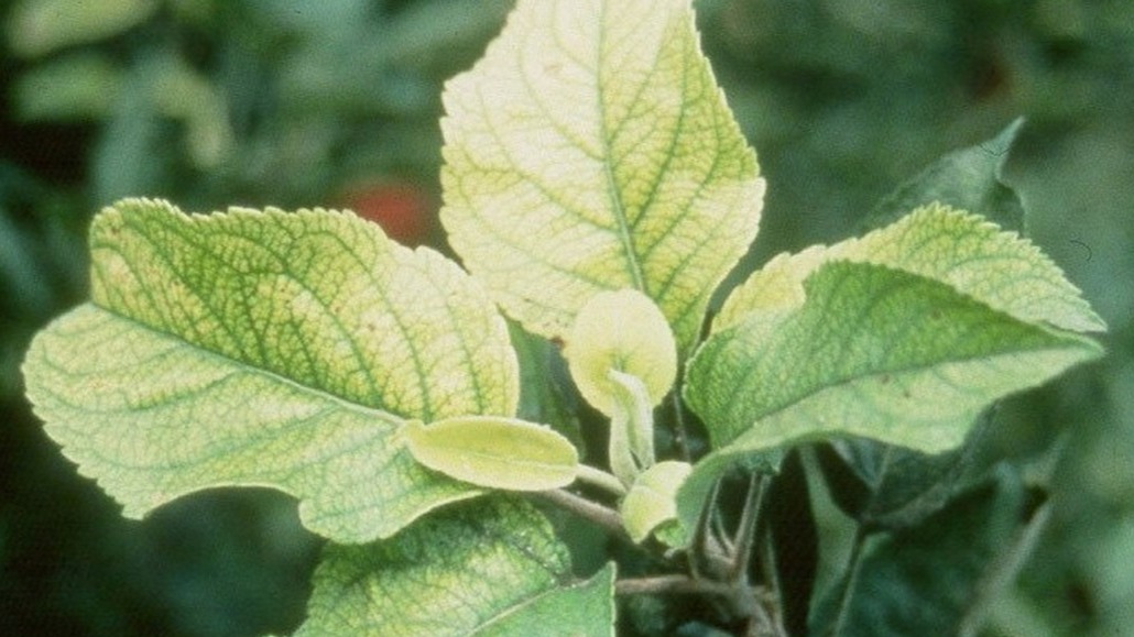 Elma Ağaçlarında Azot Eksikliği Nedir, Nasıl Anlaşılır?