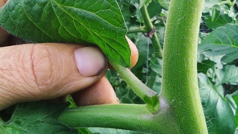 Domateste Budama Nasıl Yapılır?