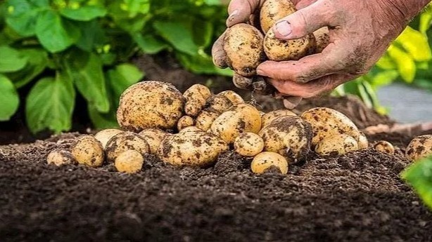Patates Gübrelemesi Nasıl Yapılır?