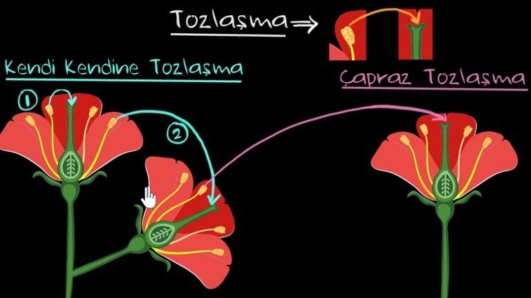 Bitkilerde Tozlanma Ve Döllenme Olayı Nedir?